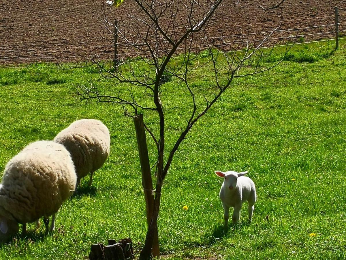 Ferienwohnungen 1 Bis 4 "Pumphut'S Scheune" Lengenfeld  Eksteriør bilde