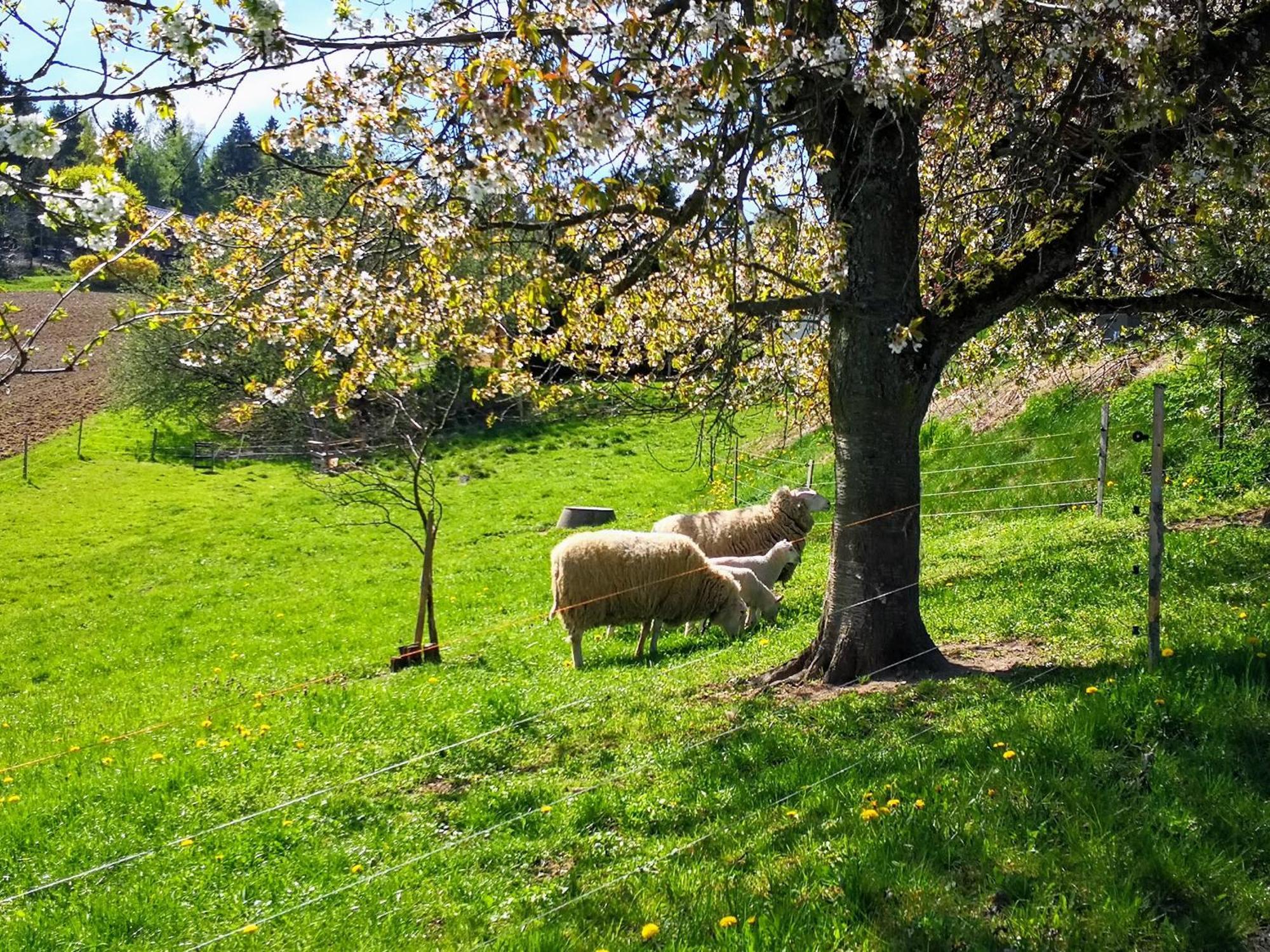 Ferienwohnungen 1 Bis 4 "Pumphut'S Scheune" Lengenfeld  Eksteriør bilde